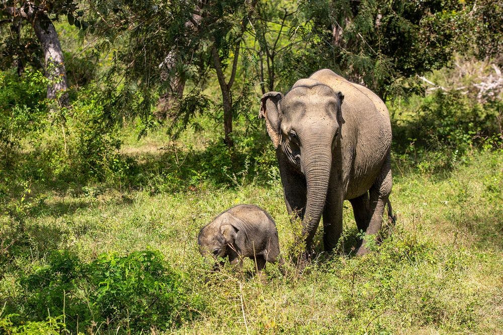Der Yala-Nationalpark ist eine der besten Orte, um Elefanten in freier Wildbahn zu sehen.